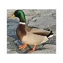 Quack-Duck avatar
