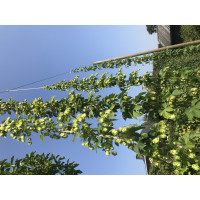 Hopsaké's avatar