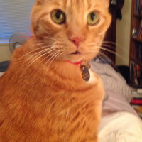 LeninCat's avatar