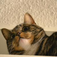 RennyDoig's avatar
