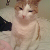 RichTheVillan's avatar