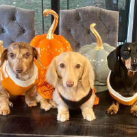 Weihenweizen's avatar