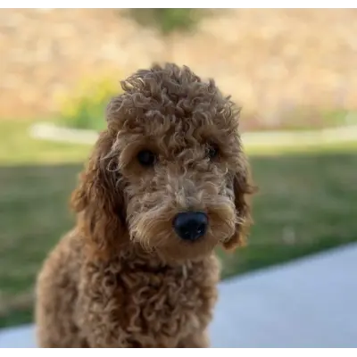 KevinReddirt's avatar