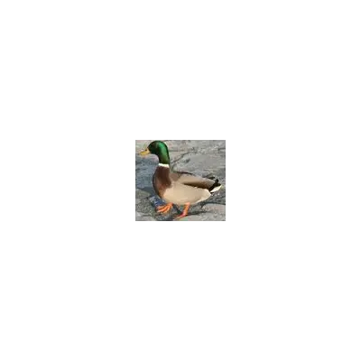 Quack-Duck's avatar