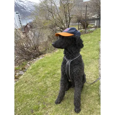 AaFK's avatar